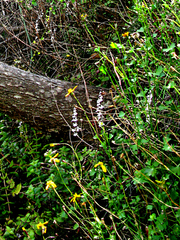 Holothrix parviflora