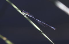 Pseudagrion spernatum
