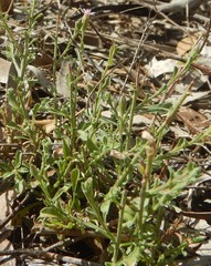 Vittadinia pterochaeta