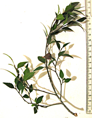 Maytenus acuminata