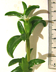 Delosperma affine