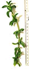 Delosperma affine