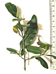 Ochna arborea