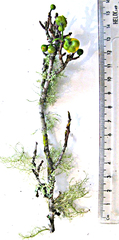 Ochna arborea