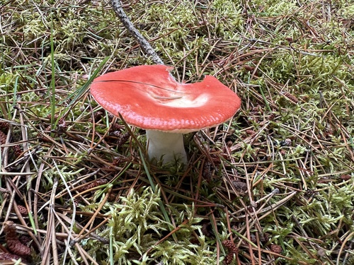 Russula emetica — (c) Scott Shanks, some rights reserved (CC BY)