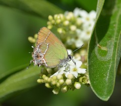Callophrys xami