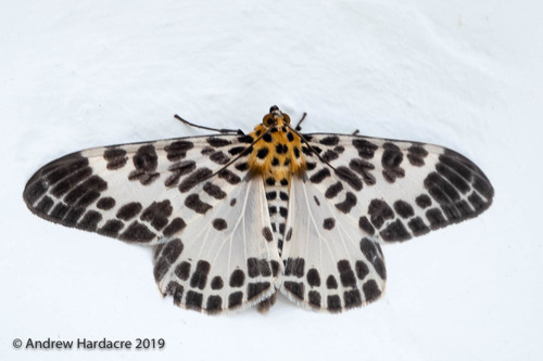 Pogonopygia nigralbata Warren, 1894