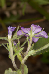 Legousia speculum-veneris