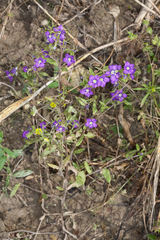 Legousia speculum-veneris