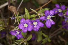 Legousia speculum-veneris