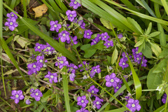 Legousia speculum-veneris