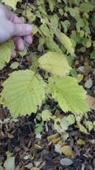 Corylus × colurnoides