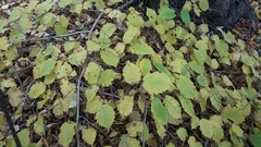 Corylus × colurnoides