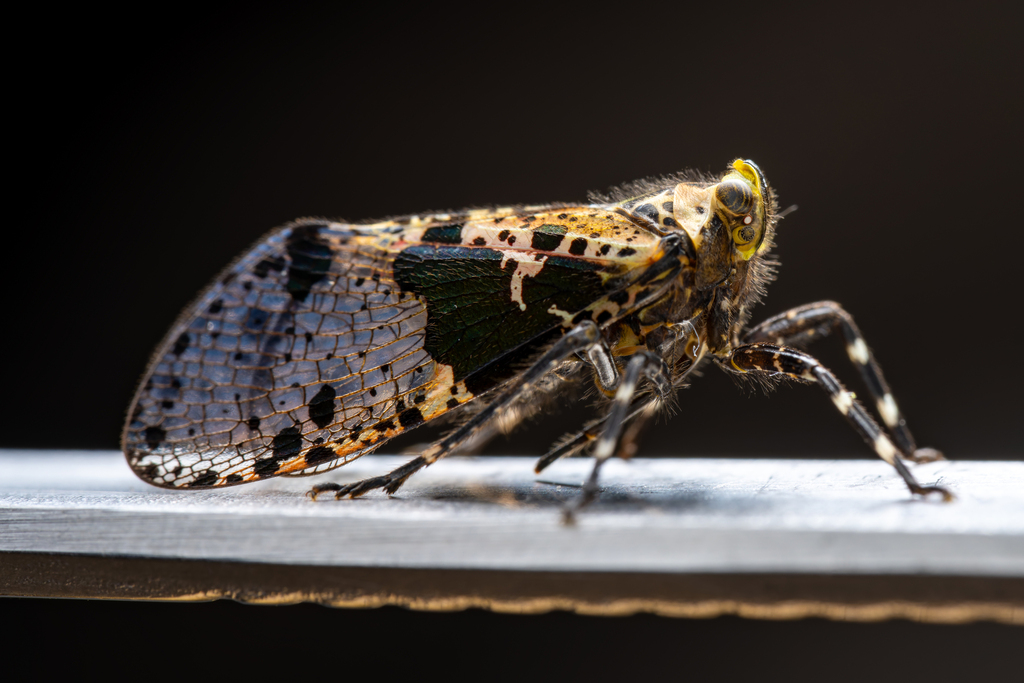 Limois balteatus