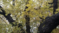 Corylus × colurnoides