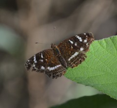 Anthanassa argentea
