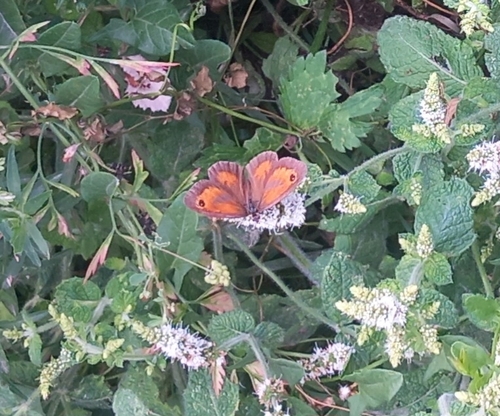 Pyronia tithonus