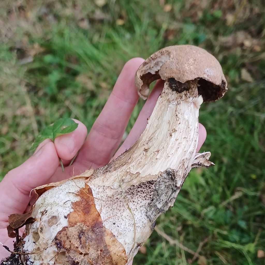 Leccinum callitrichum