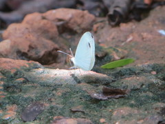 Leptosia alcesta inalcesta