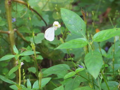 Leptosia alcesta inalcesta