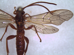 Hymenoptera