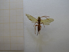 Hymenoptera