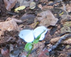 Leptosia alcesta inalcesta
