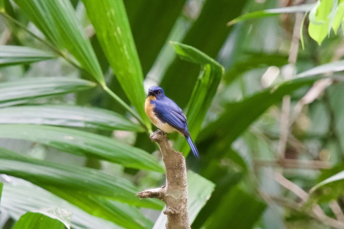 Gobemouche des mangroves (Cyornis rufigastra)