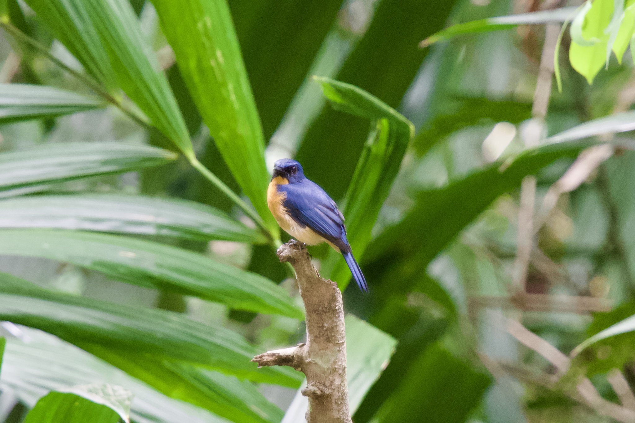 Mangrove Blue Flycatcher (Cyornis rufigastra)