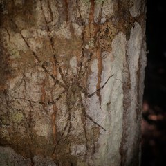Pandercetes gracilis