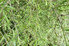 Melicytus flexuosus