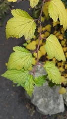 Neillieae