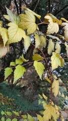 Neillieae