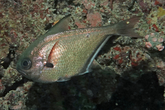 Pempheris oualensis