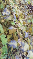 Neillieae
