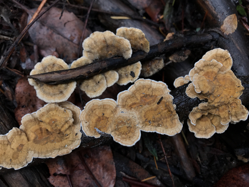 Stereum ochraceoflavum