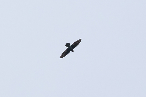 White-rumped Spinetail (Zoonavena sylvatica), photo 3