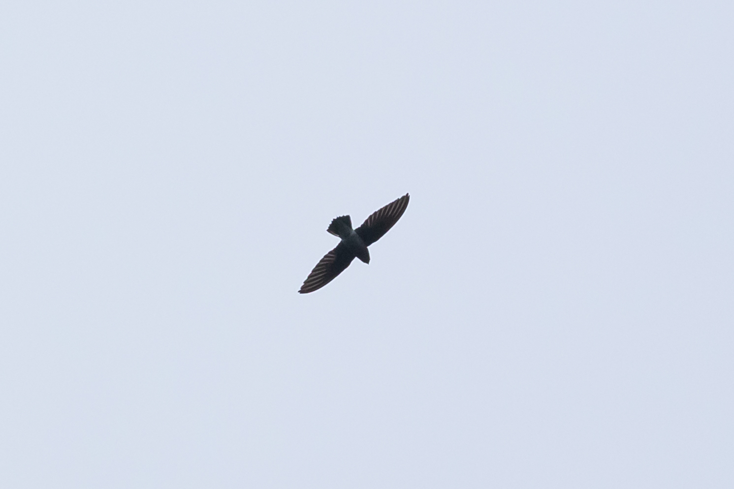 White-rumped Spinetail (Zoonavena sylvatica), photo 8