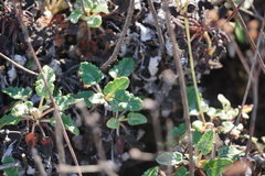 Eucycla
