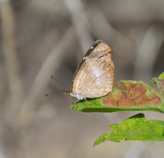 Anthanassa argentea