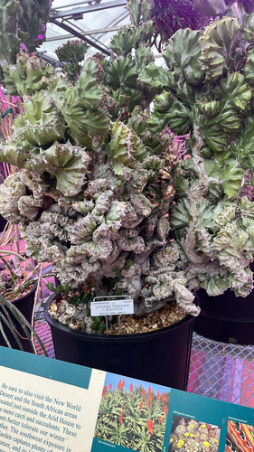Euphorbia franckiana