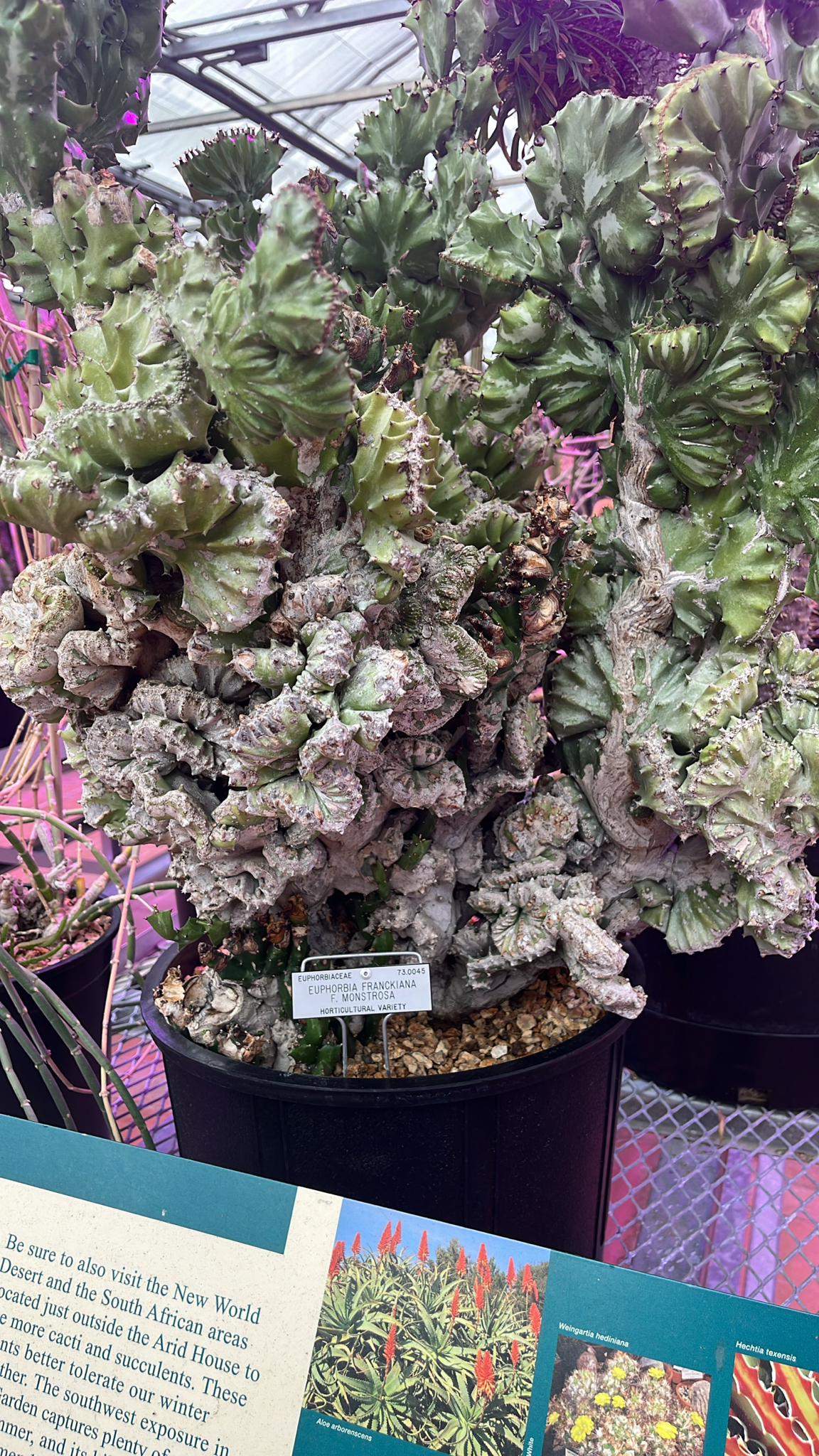 Euphorbia franckiana