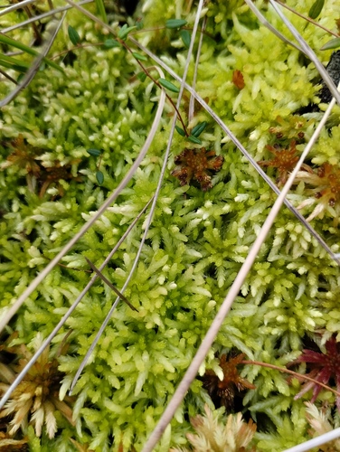 Sphagnum aongstroemii, 2025-09-06