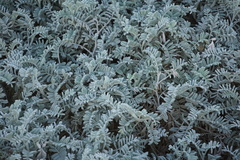 Astragalus miguelensis