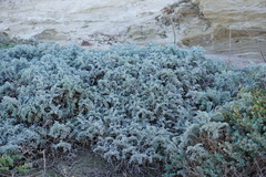 Astragalus miguelensis