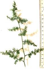 Asparagus densiflorus