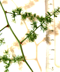 Asparagus densiflorus