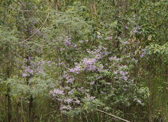 Prostanthera melissifolia