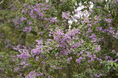 Prostanthera melissifolia