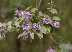 Prostanthera melissifolia